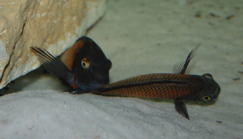 Tropheus sp. 'red' Lunangwa South